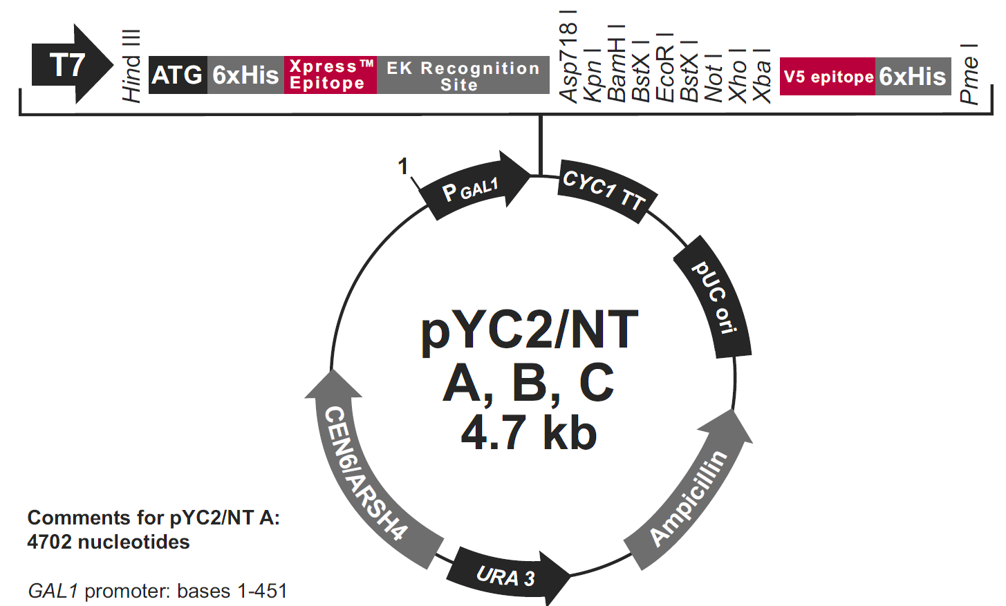 pYC2/NT A载体图谱