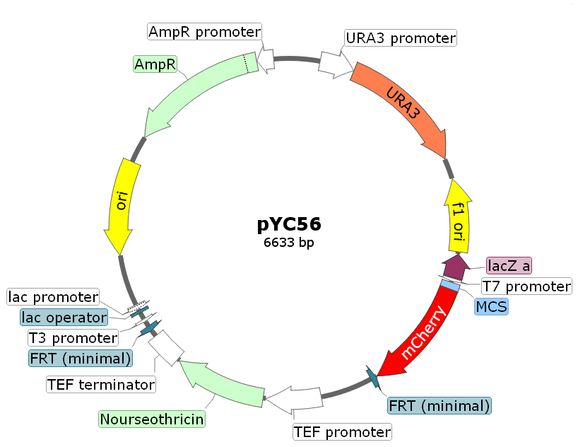 pYC56载体图谱