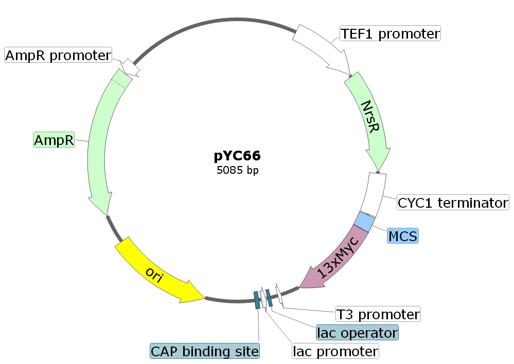 pYC66载体图谱