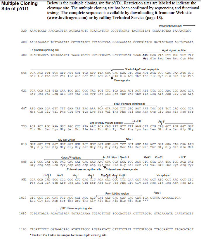 pYD1载体多克隆位点
