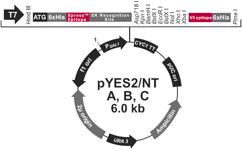 pYES2-NTC载体图谱
