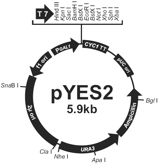 pYES2载体图谱