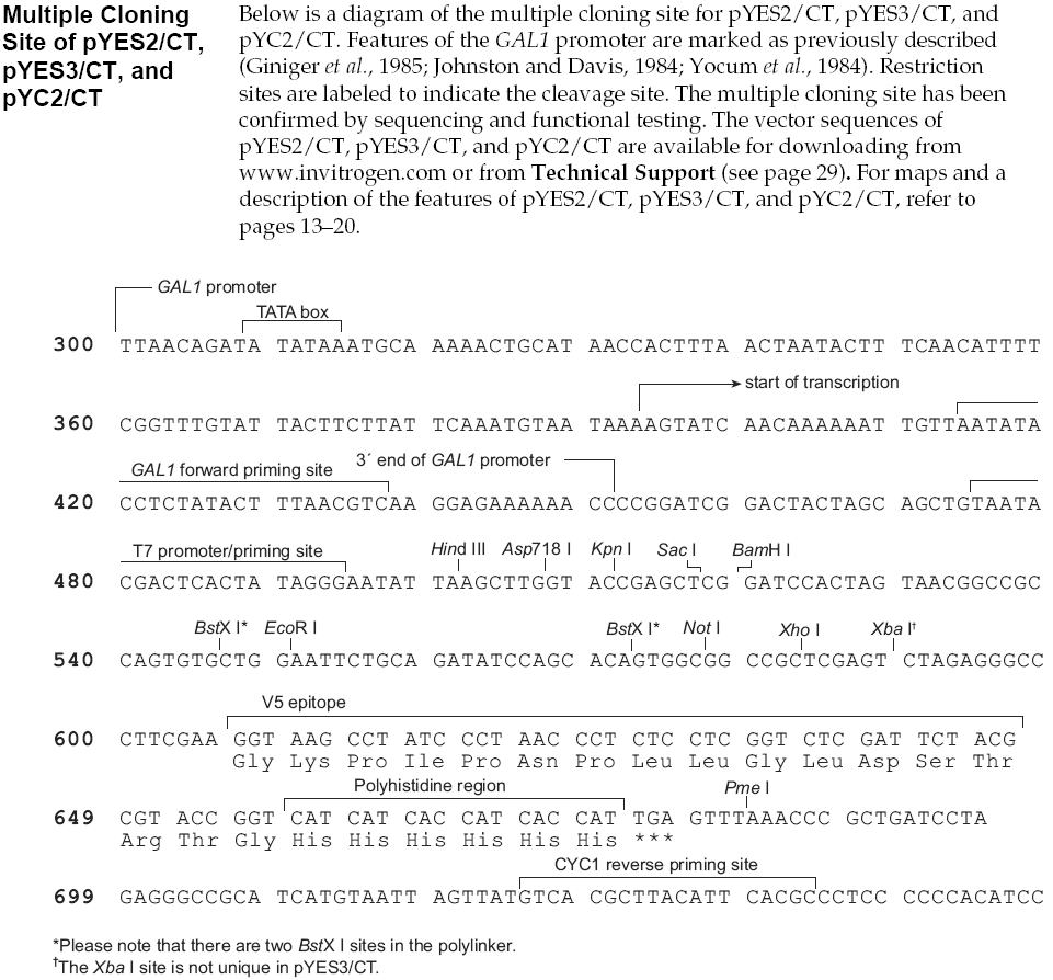 pYES3/CT多克隆位点