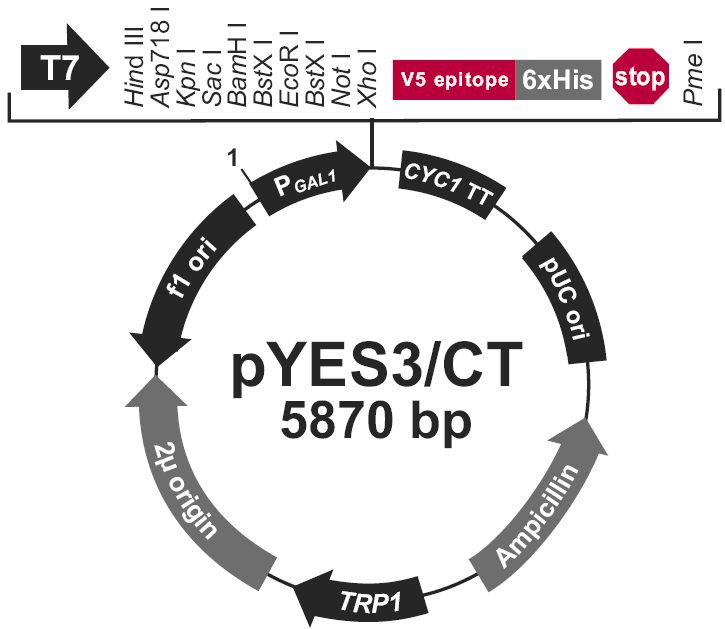 pYES3/CT载体图谱