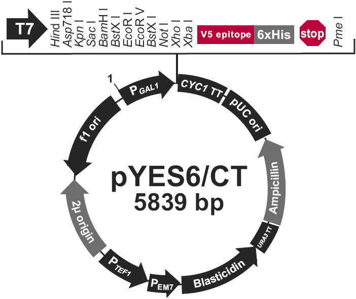 pYES6/CT载体图谱