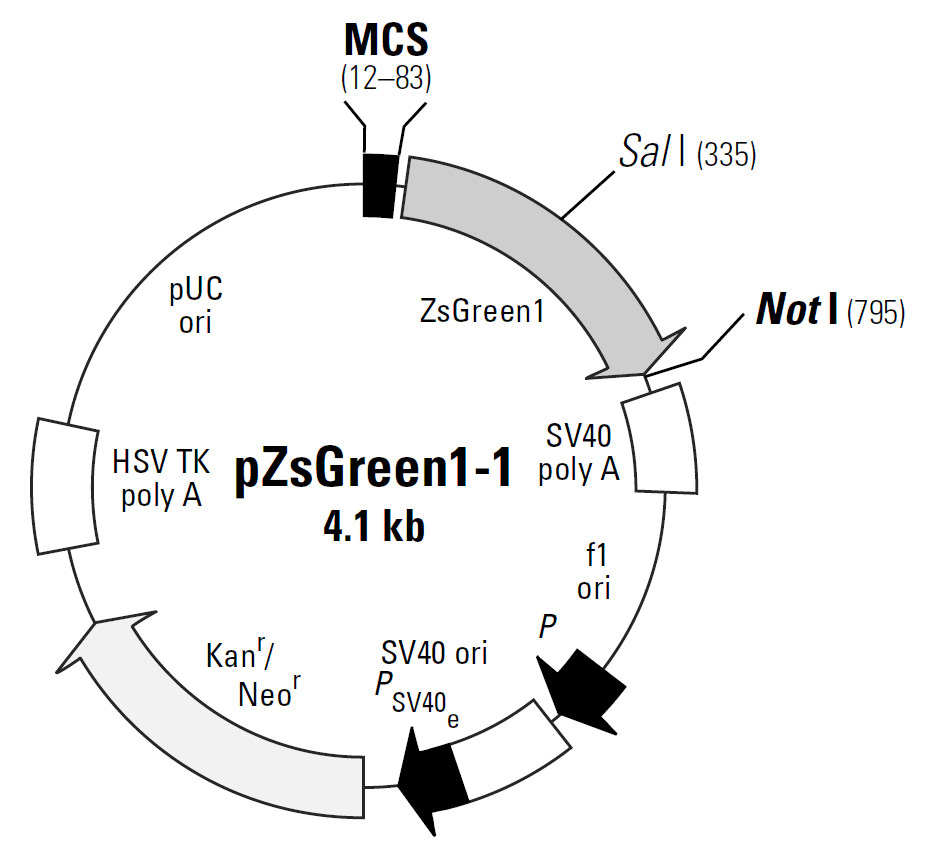 pZsGreen1-1载体图谱