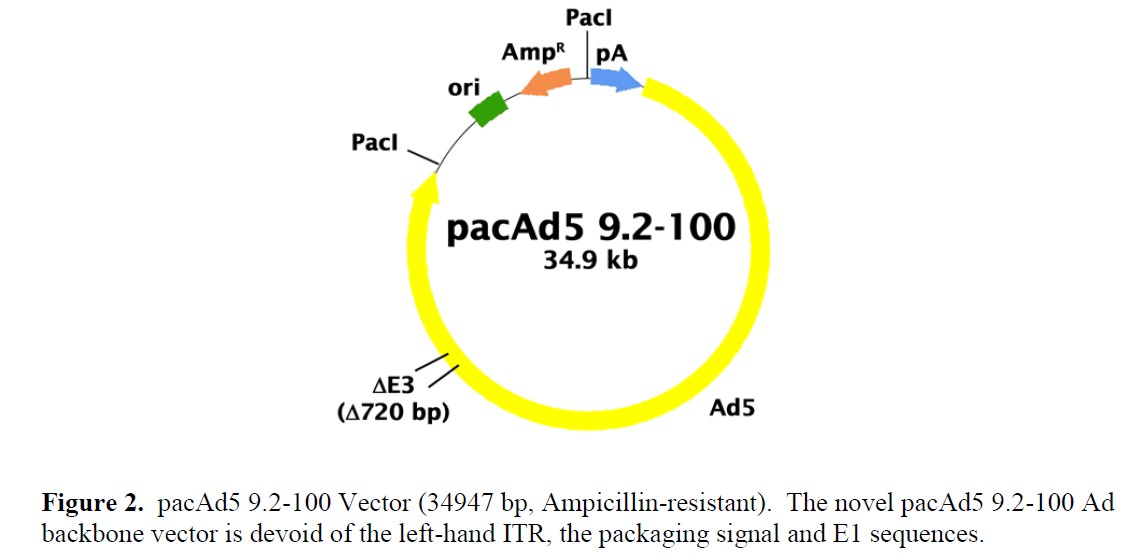 pacAd5 9.2-100载体图谱