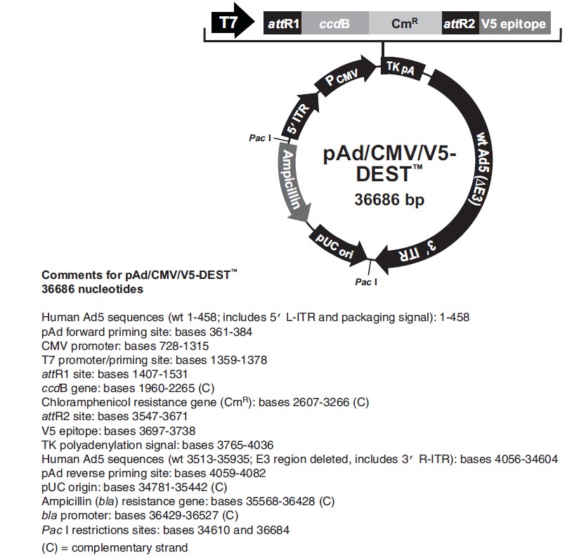 pAd/CMV/V5 DEST载体图谱