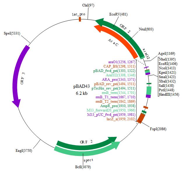 pbad43载体图谱