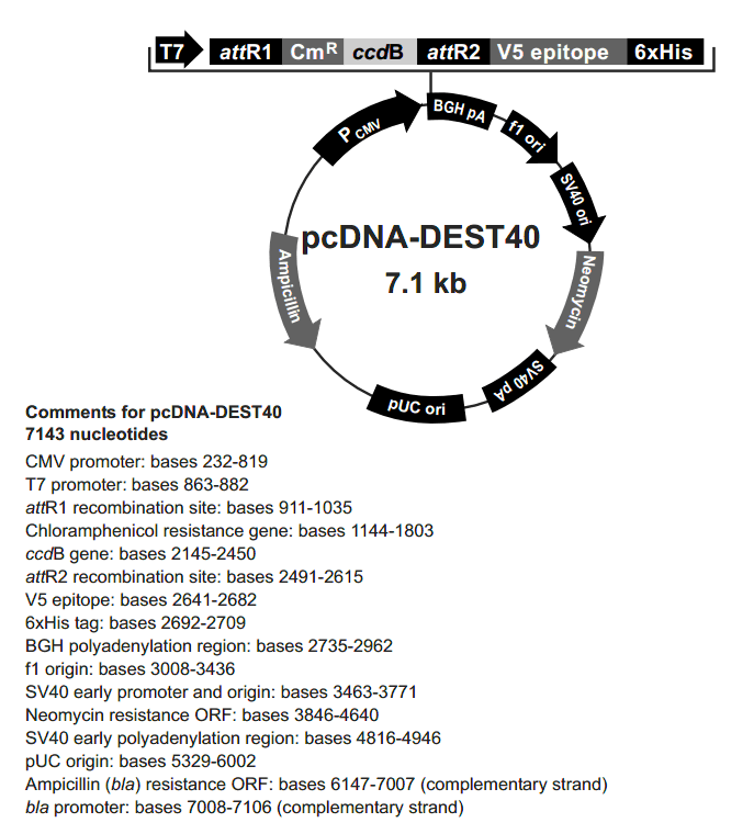 pcDNA-DEST40载体图谱