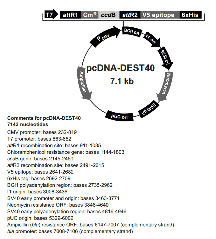 pcDNA-DEST40載體圖譜