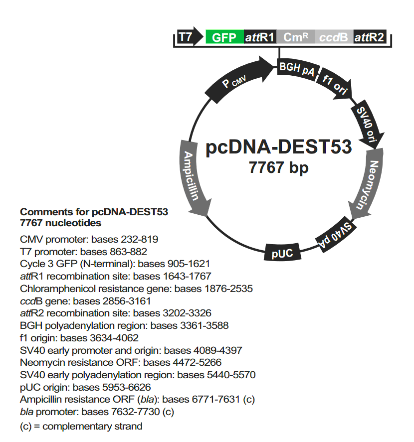 pcDNA-DEST53载体图谱