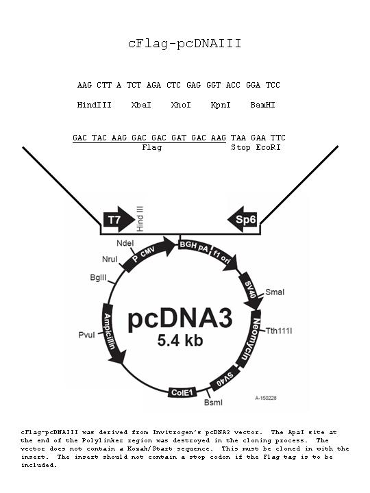 pcDNA3 c-Flag载体图谱