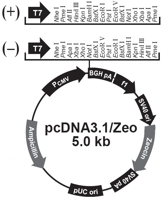 pcDNA3.1 zeo载体图谱