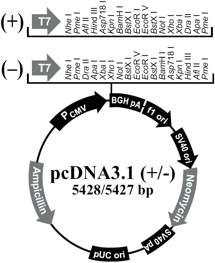 pcDNA3.1(-)载体图谱