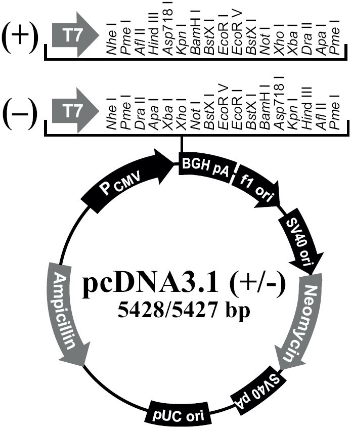 pcDNA3.1(+)载体图谱