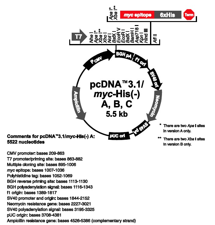 pcDNA3.1(+)/Myc HisB载体图谱