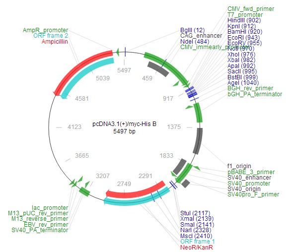 pcDNA3.1(+)/Myc HisB载体特征