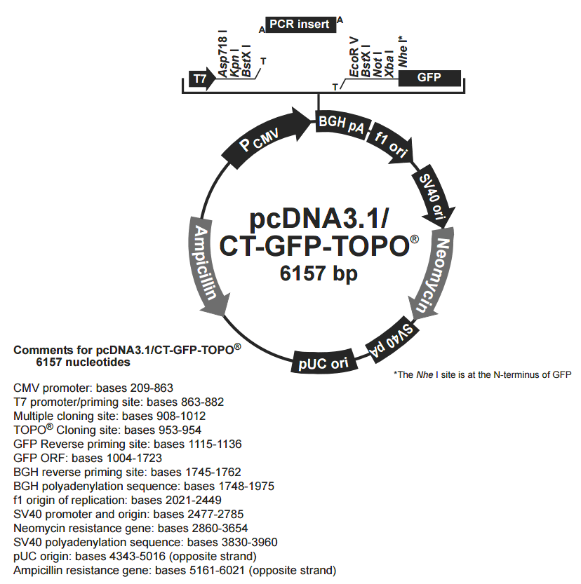 pcDNA3.1-CT-GFP-TOPO载体图谱