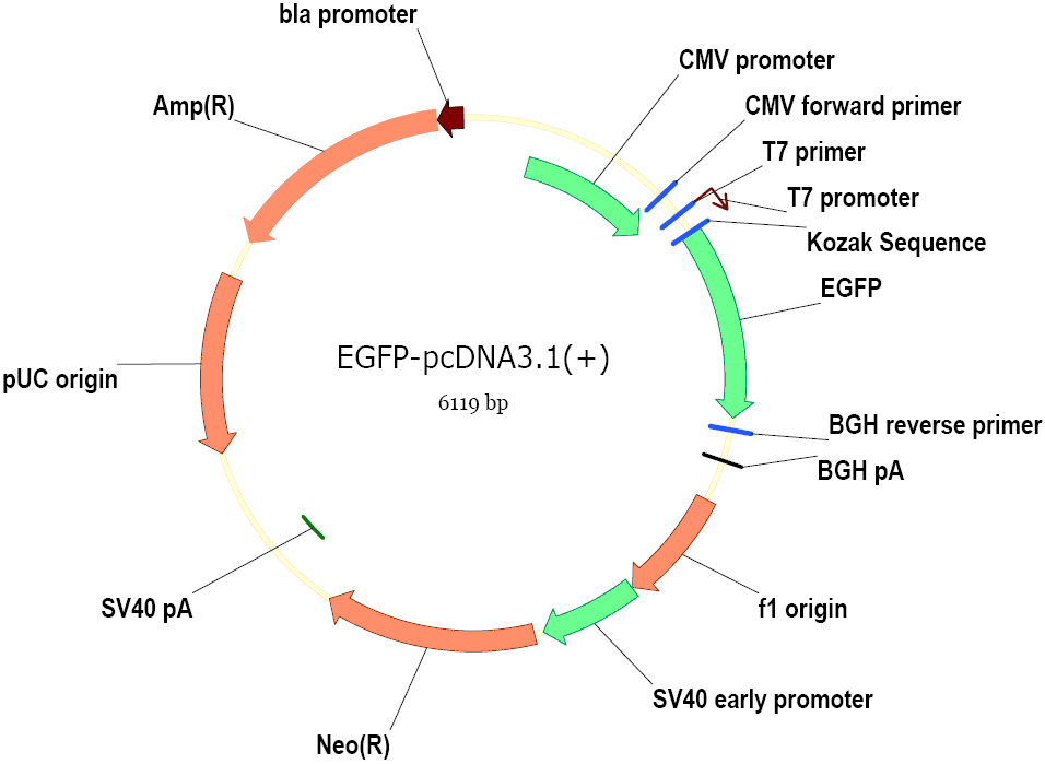 pcDNA3.1-EGFP载体图谱