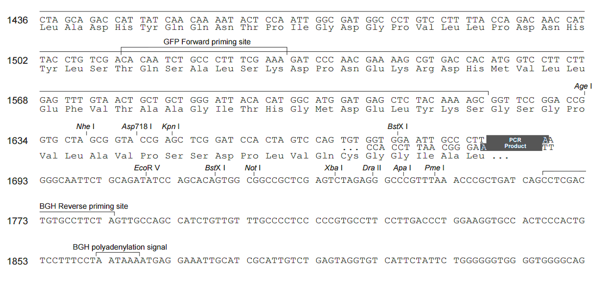 pcDNA3.1-NT-GFP-TOPO 多克隆位点2