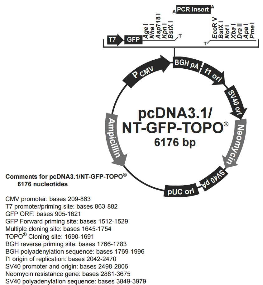 pcDNA3.1-NT-GFP-TOPO载体图谱