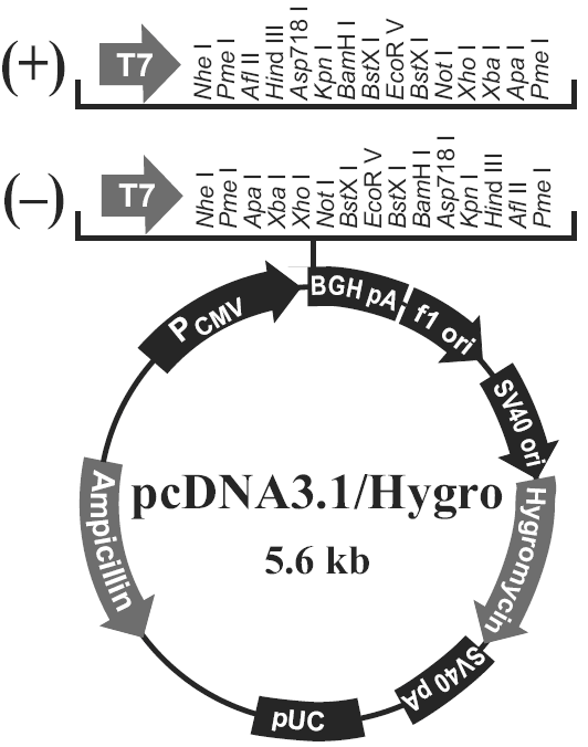 pcDNA3.1/Hygro(+)载体图谱