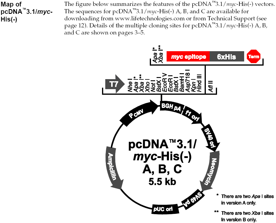 pcDNA3.1/Myc-His B载体图谱