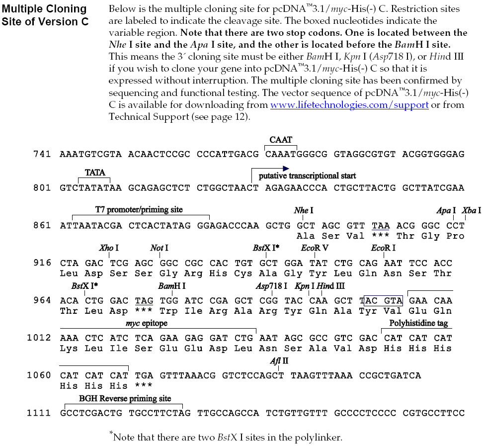 pcDNA3.1/Myc-His B多克隆位点