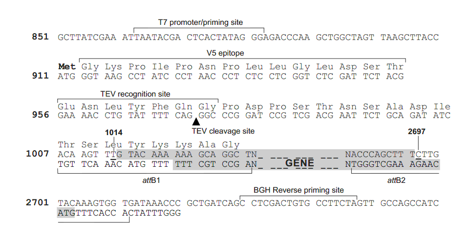 pcDNA3.1-nV5-DEST多克隆位点