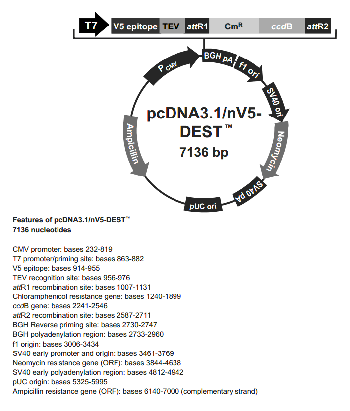 pcDNA3.1-nV5-DEST载体图谱