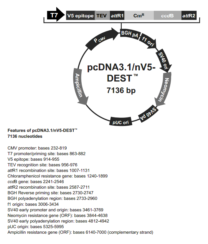 pcDNA3.1-nV5-DEST載體圖譜