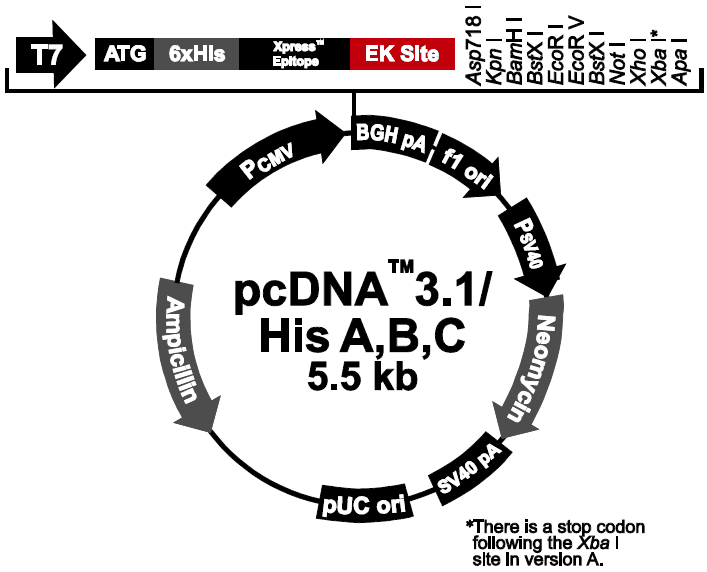 pcDNA3.1/His B载体图谱