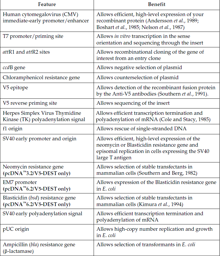 pcDNA3.2-V5-DEST 载体特征