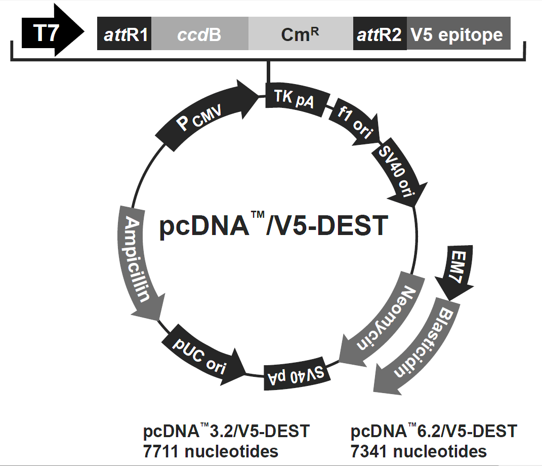 pcDNA3.2-V5-DEST 载体图谱