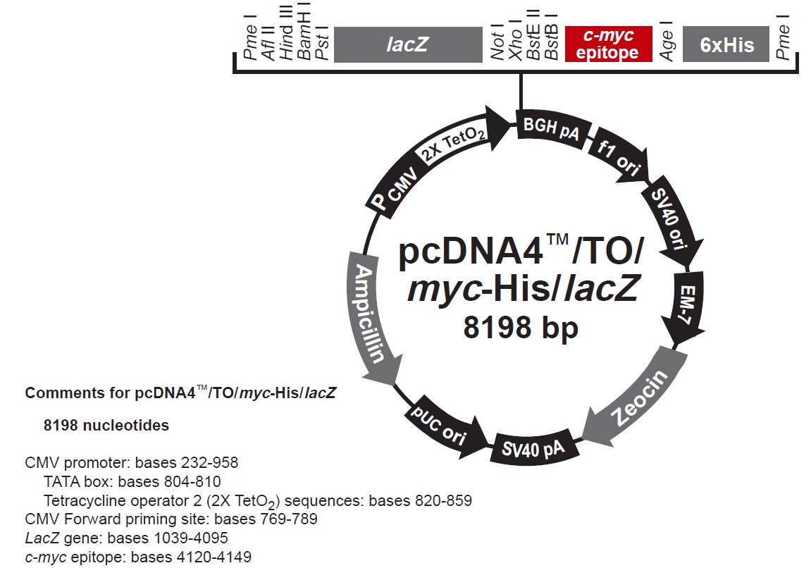 pcDNA4 TO Myc-His LacZ载体图谱