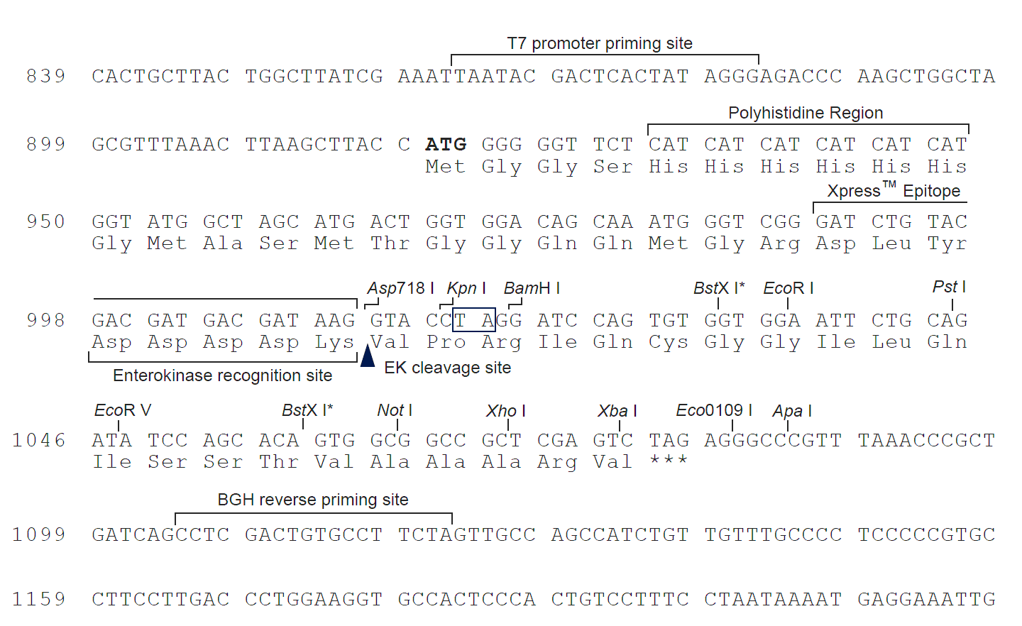 pcDNA4-His A ¡λ