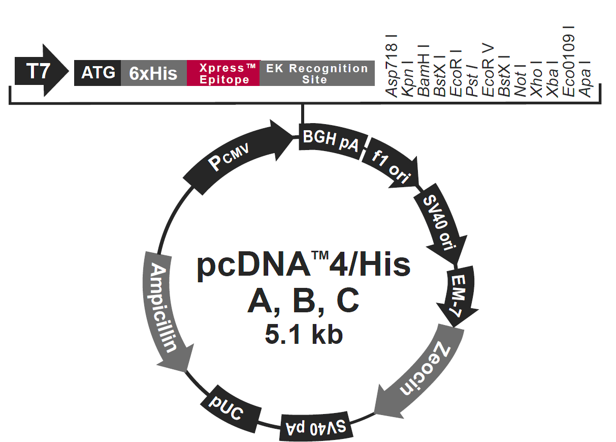 pcDNA4-His Aͼ