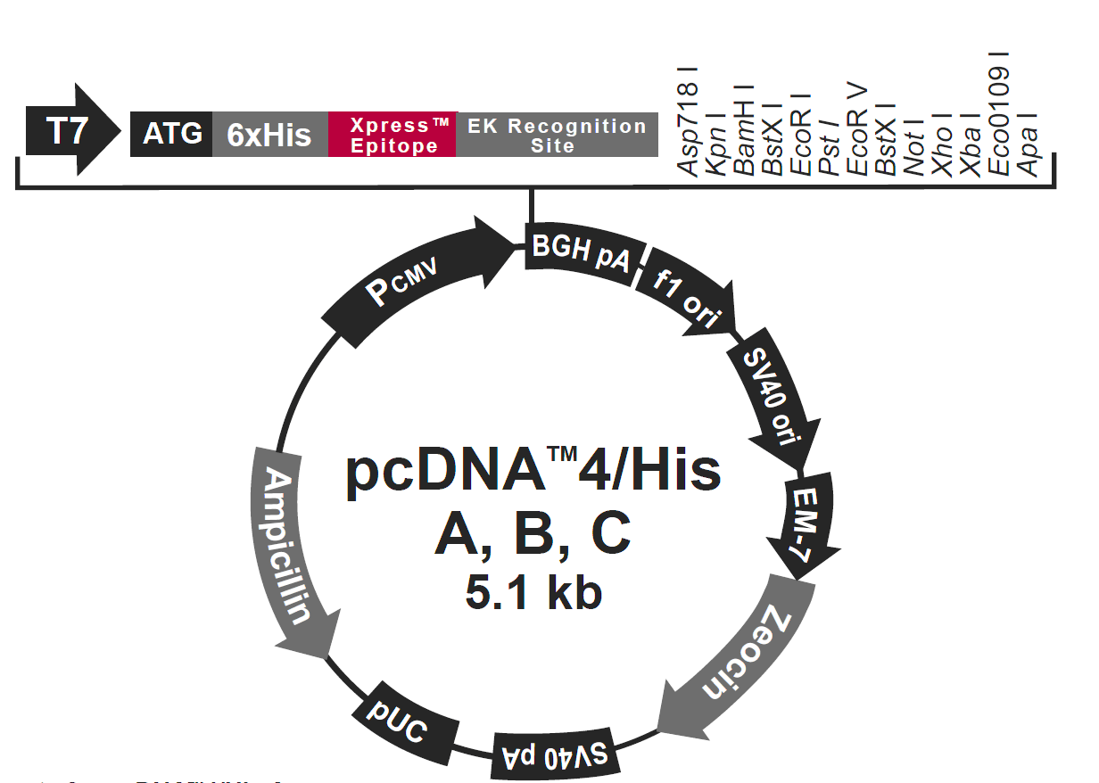 pcDNA4-His Bͼ