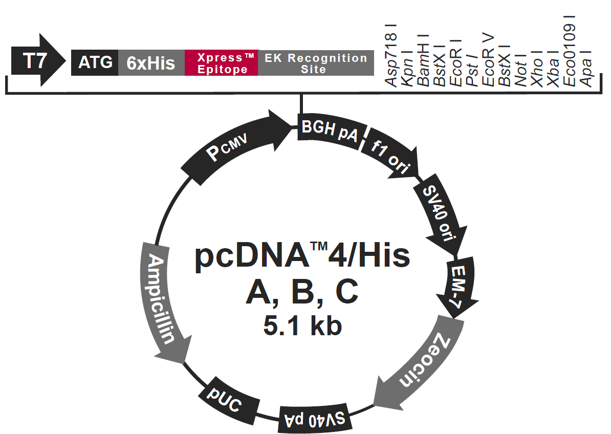 pcDNA4-His Cͼ