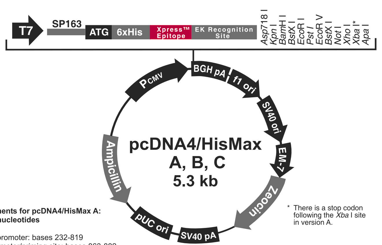 pcDNA4-HisMax A载体图谱