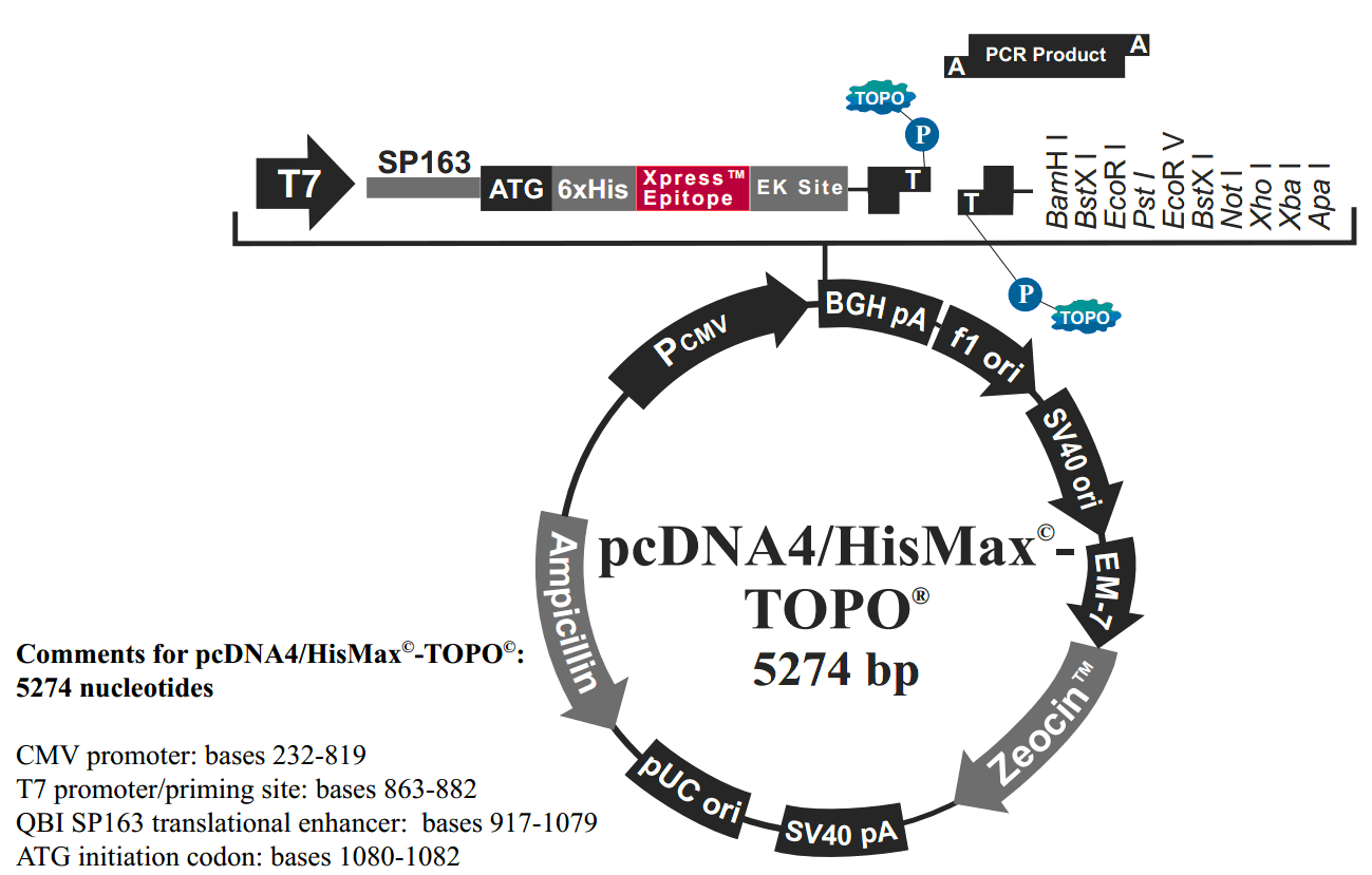 pcDNA4-HisMax-TOPOͼ