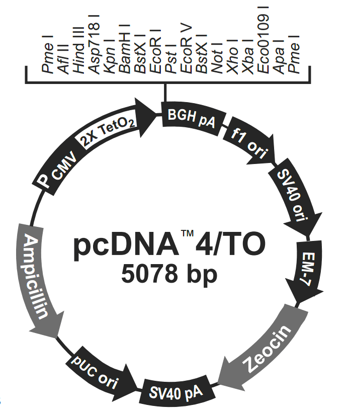 pcDNA4-TOͼ
