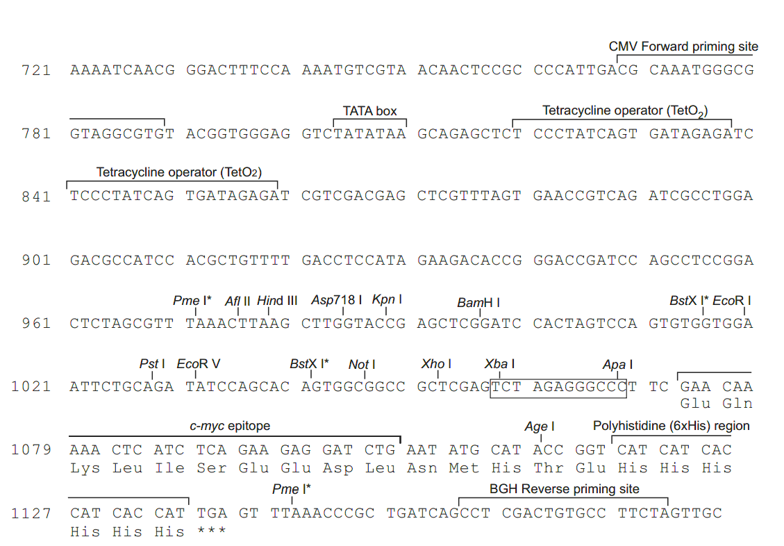 pcDNA4-TO-myc-His A ¡λ