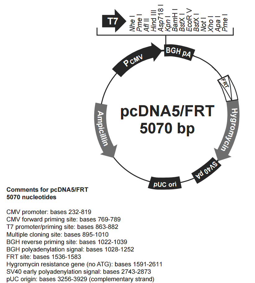 pcDNA5-FRT载体图谱
