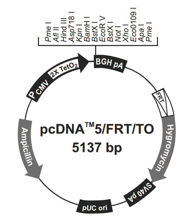 pcDNA5-FRT-TO载体图谱