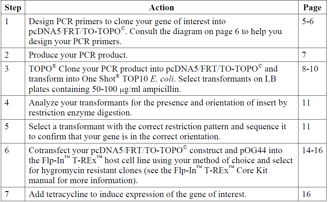 pcDNA5-FRT-TO-TOPO 使用流程
