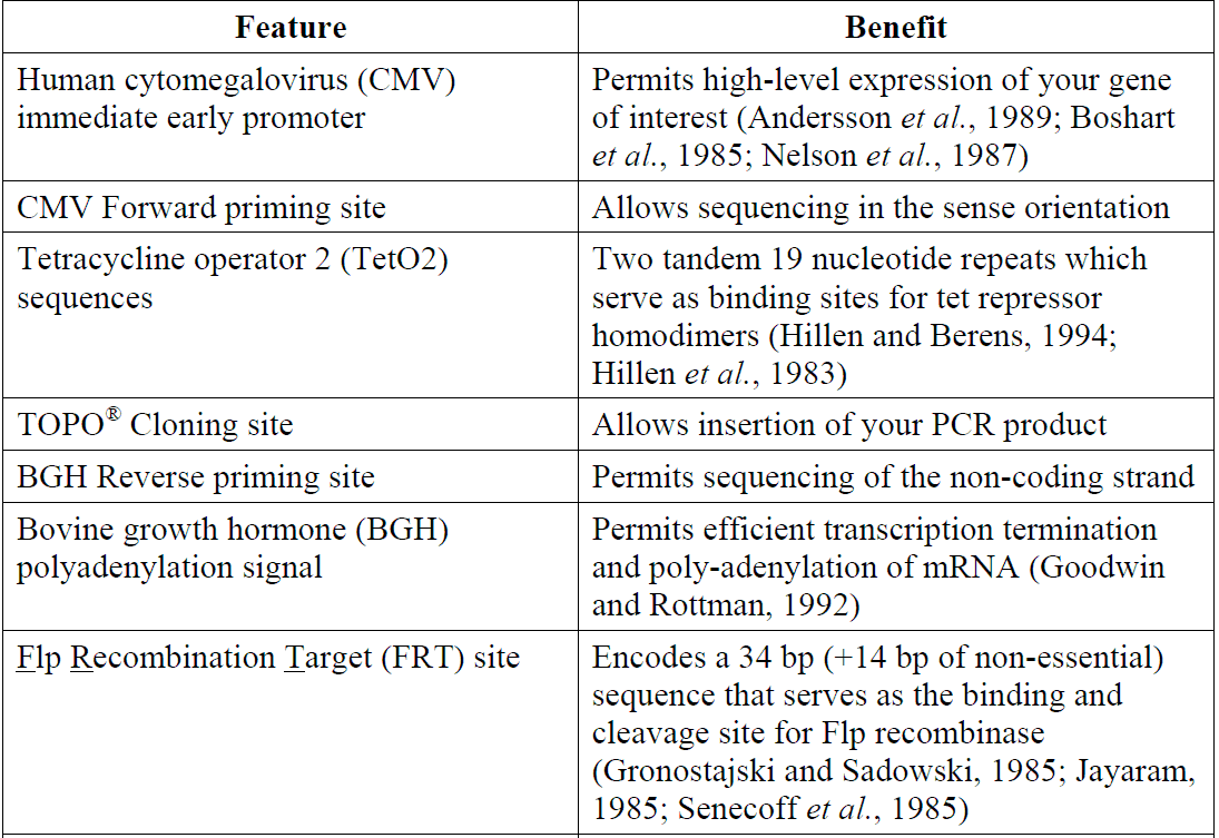 pcDNA5-FRT-TO-TOPO 载体特征1