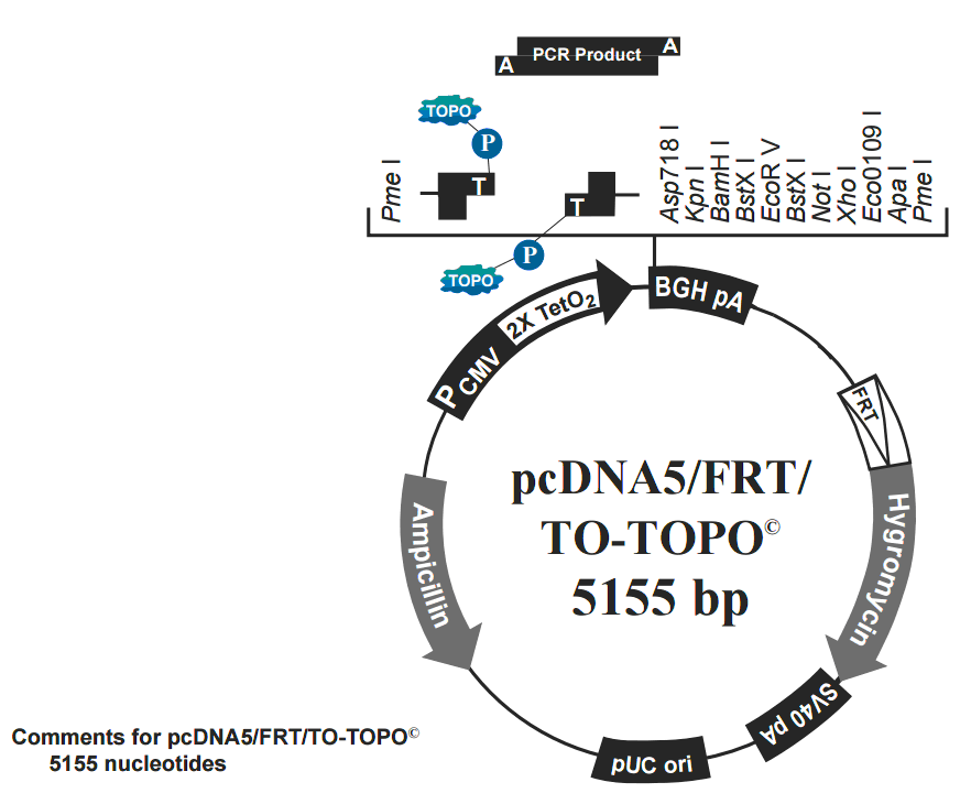pcDNA5-FRT-TO-TOPO载体图谱