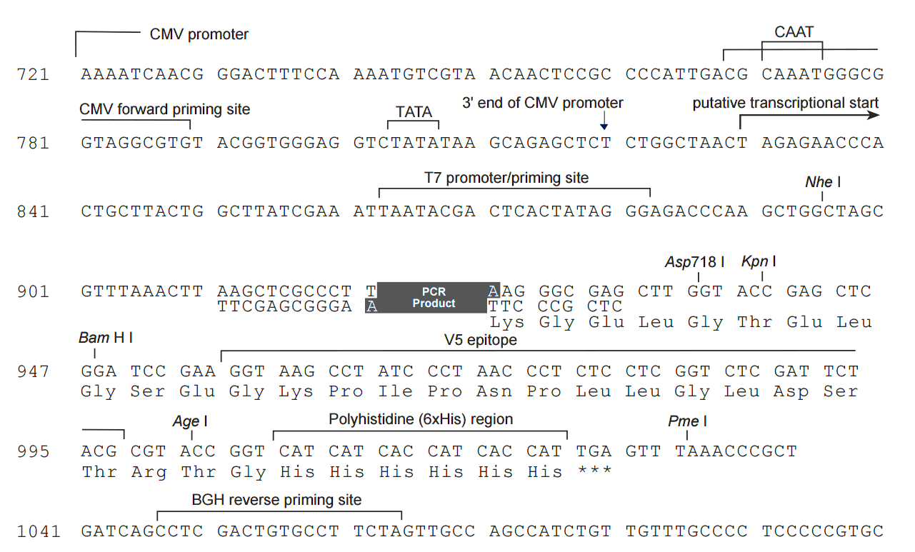 pcDNA5-FRT-V5-His-TOPO 多克隆位点